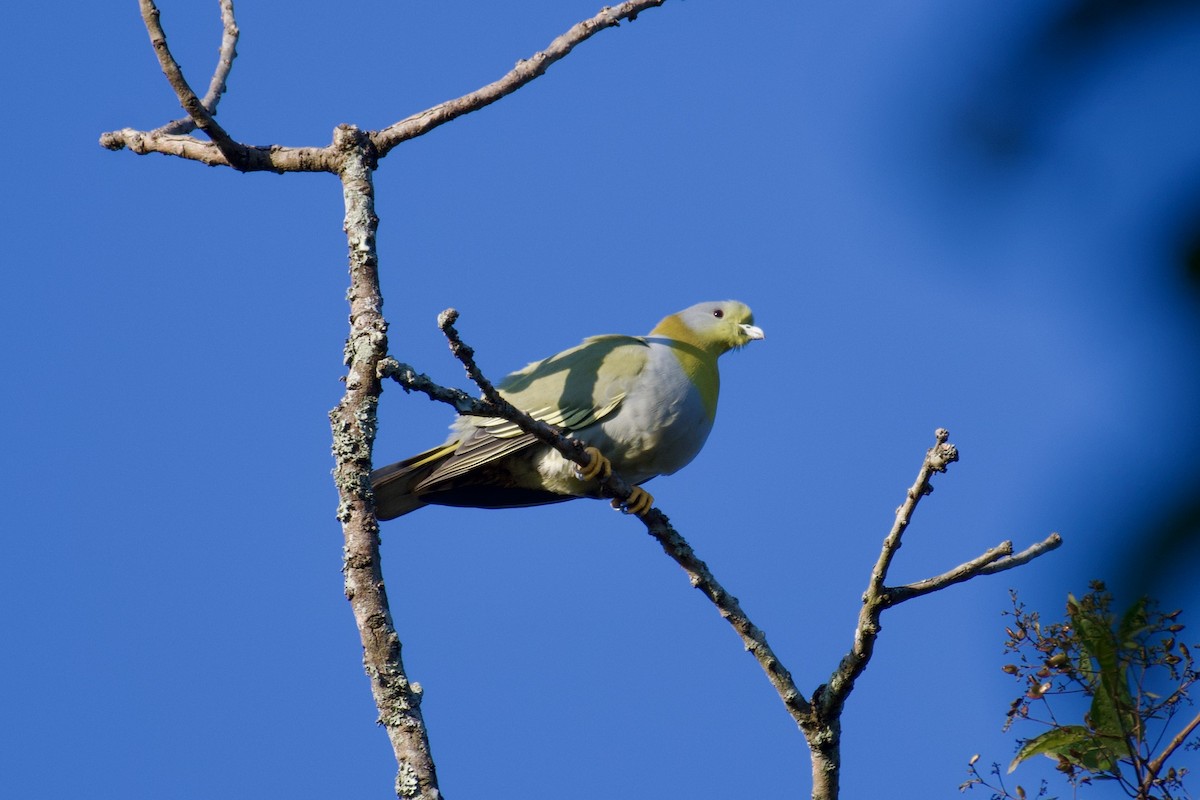 Yellow-footed Green-Pigeon - ML615248253