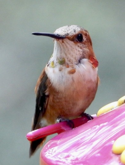 Rufous Hummingbird - ML615248296