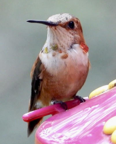 Rufous Hummingbird - ML615248298