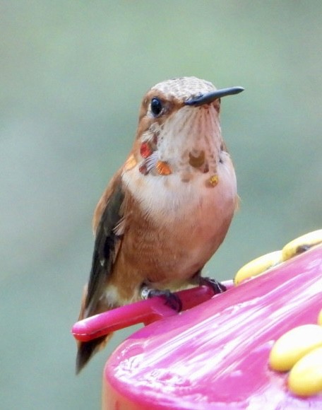 Rufous Hummingbird - ML615248299