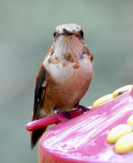Rufous Hummingbird - ML615248301