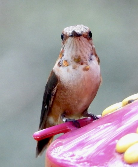 Rufous Hummingbird - ML615248304
