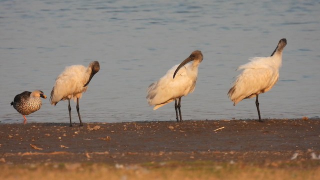 Ibis à tête noire - ML615248306