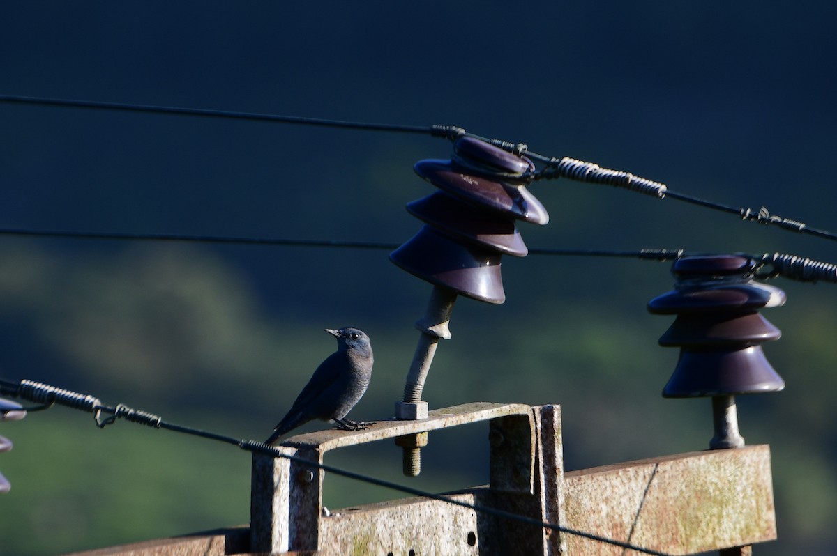 Blue Rock-Thrush - ML615248308