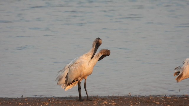 Ibis burubeltza - ML615248320