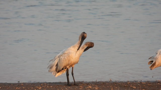 Ibis à tête noire - ML615248320