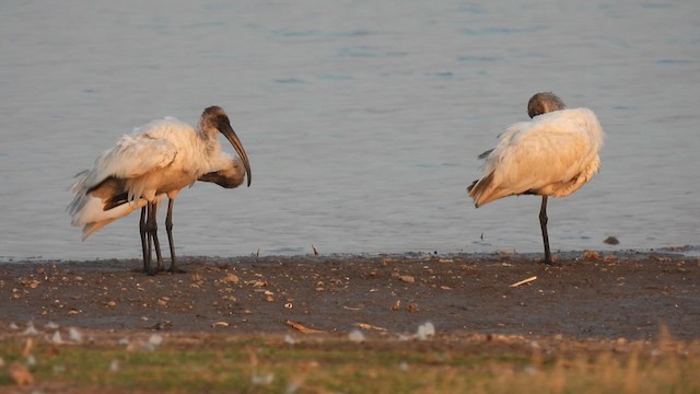 Ibis burubeltza - ML615248322