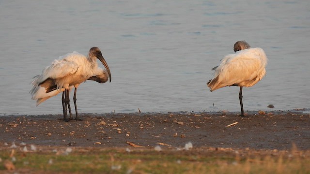 Ibis à tête noire - ML615248322