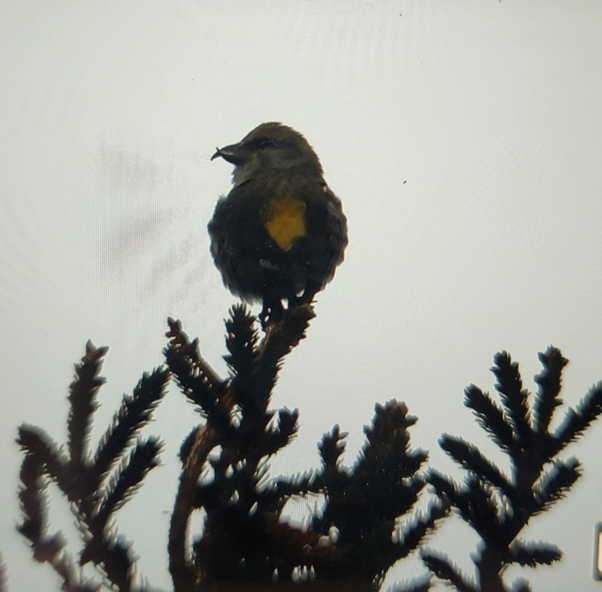 Red Crossbill - ML615248325