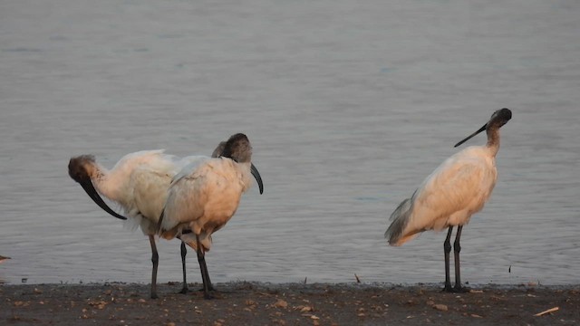 Ibis à tête noire - ML615248350