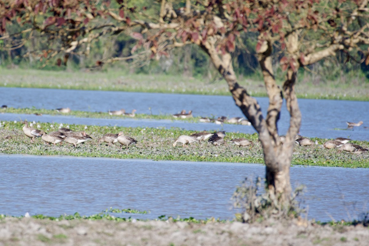 Graylag Goose - ML615248372