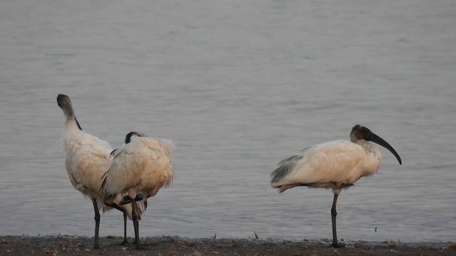 Ibis à tête noire - ML615248434