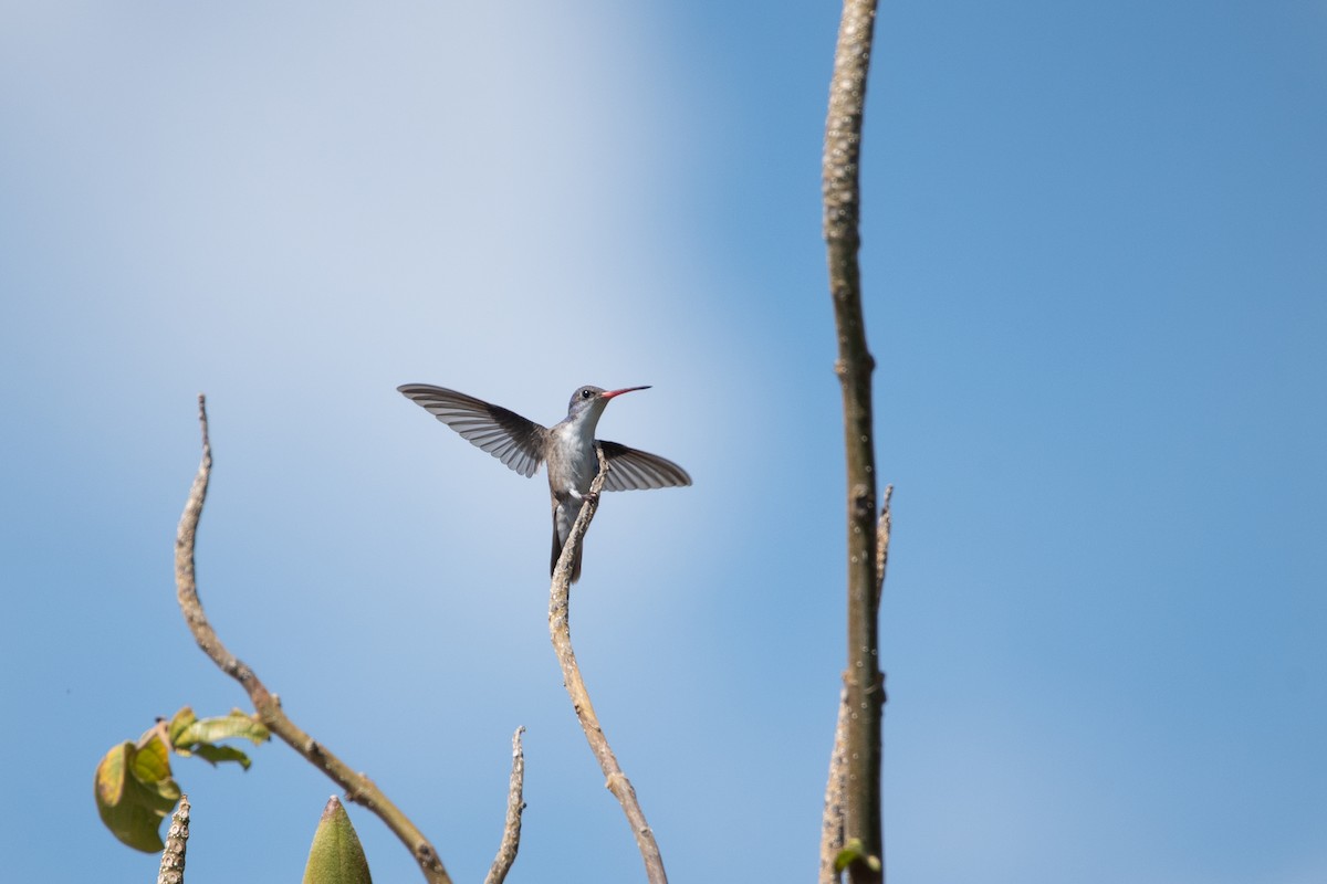 Violet-crowned Hummingbird - Toby Rowland