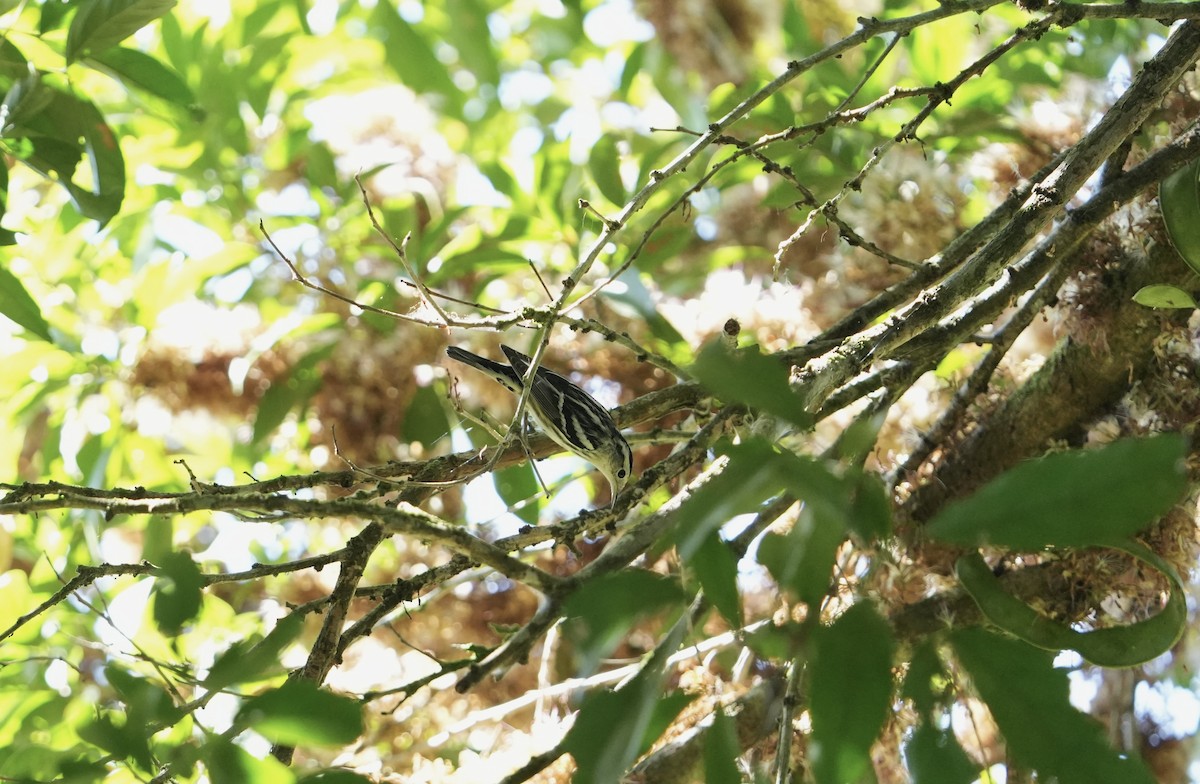 Black-and-white Warbler - Mike Sullivan