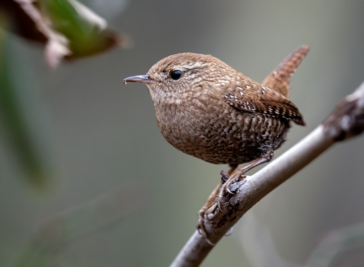 Winter Wren - ML615248785