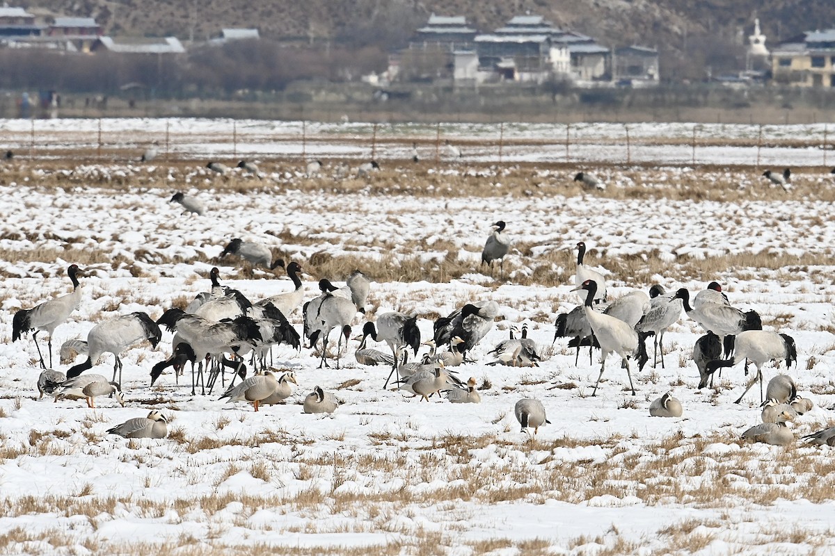 Black-necked Crane - Dong Qiu