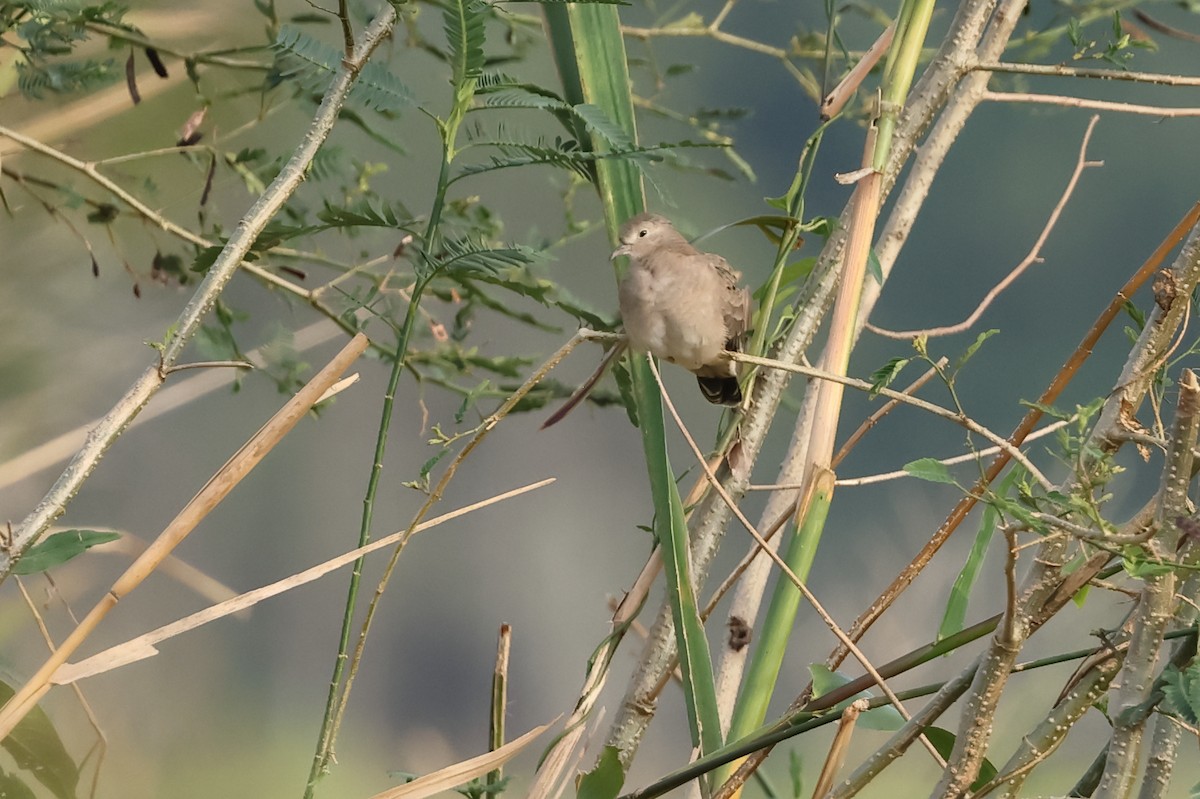 Plain-breasted Ground Dove - ML615248892