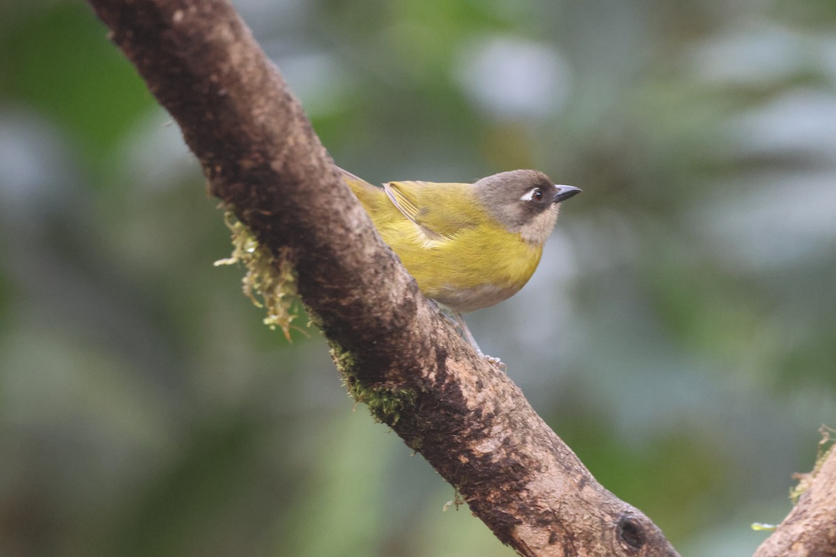 Common Chlorospingus - Debbie Crowley