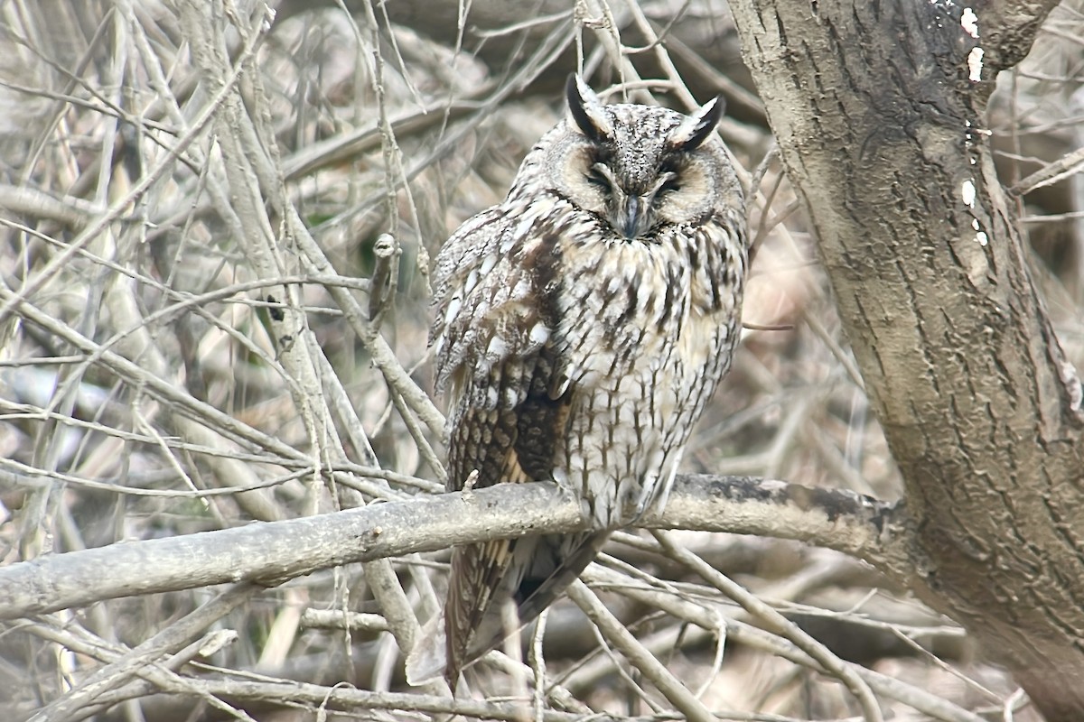 Long-eared Owl - ML615249015