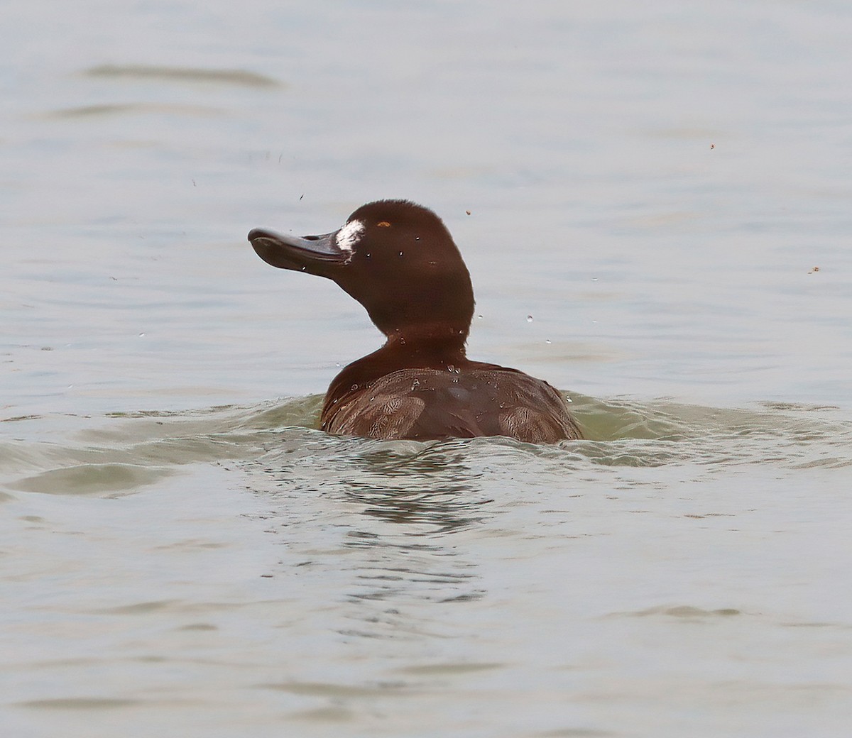 Lesser Scaup - Steve Collins