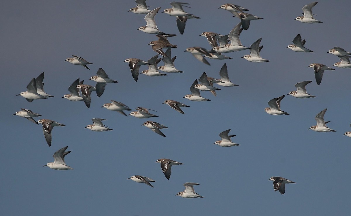 Tibetan Sand-Plover - Adam Buckham