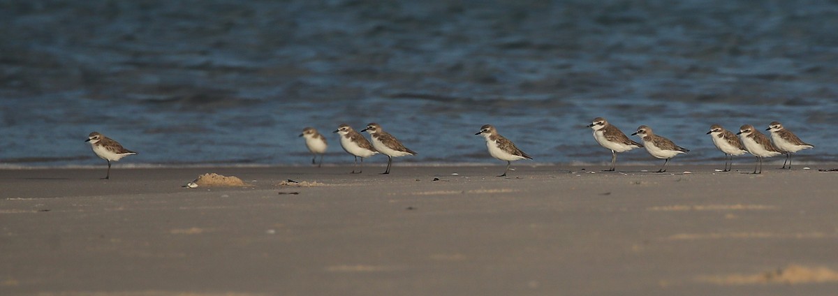 Tibetan Sand-Plover - ML615249026