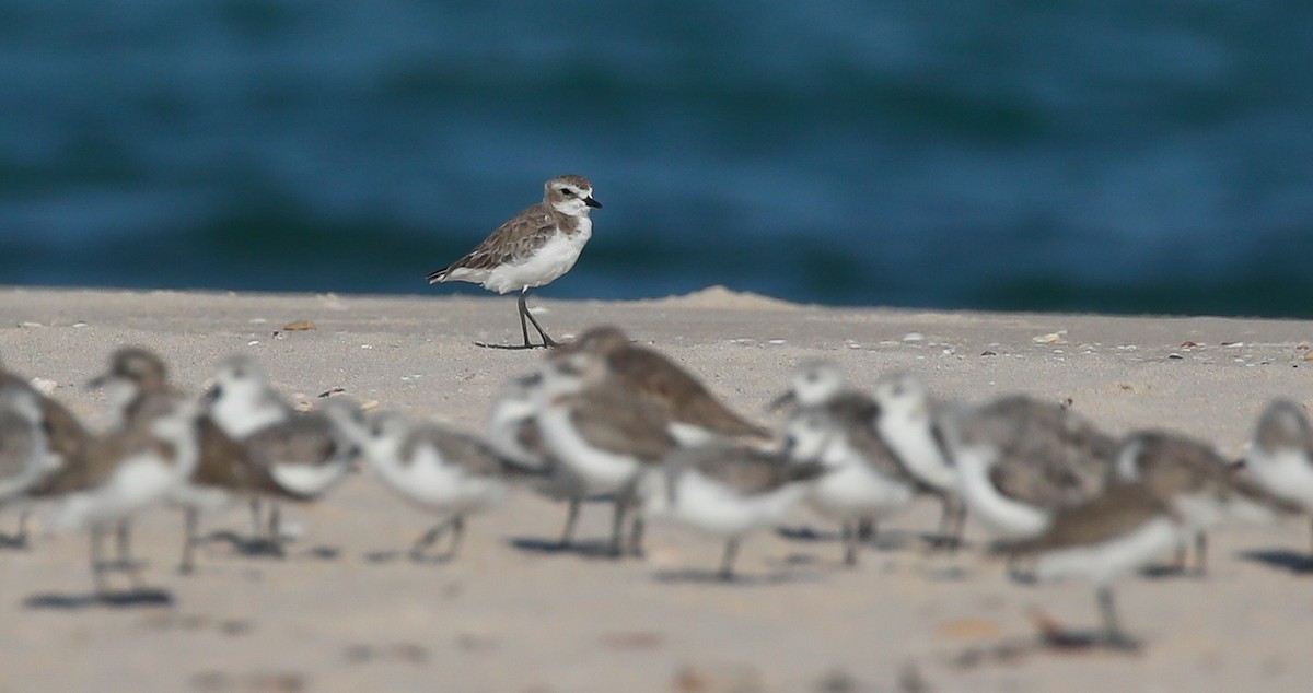 Tibetan Sand-Plover - ML615249027