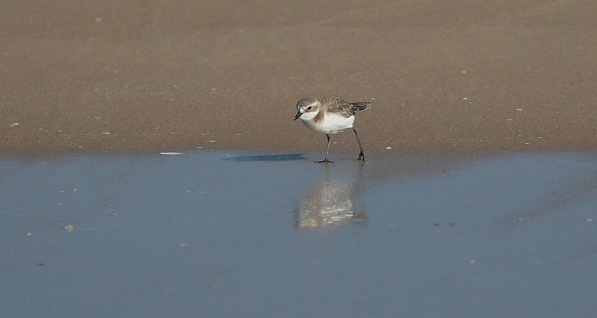 Tibetan Sand-Plover - ML615249029