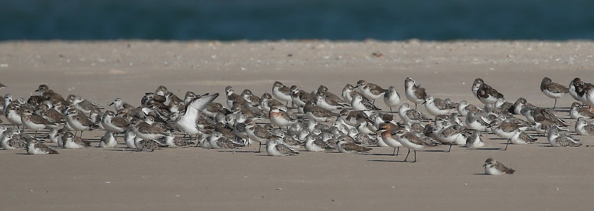 Tibetan Sand-Plover - ML615249031