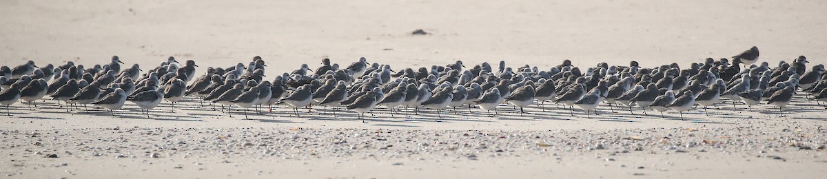 Tibetan Sand-Plover - ML615249035