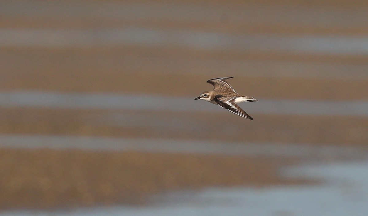 Greater Sand-Plover - ML615249045