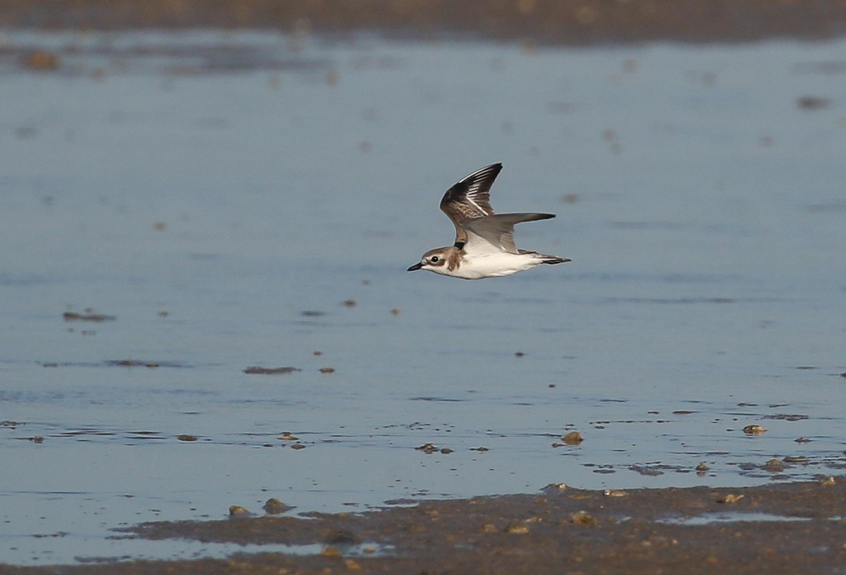 Greater Sand-Plover - ML615249046