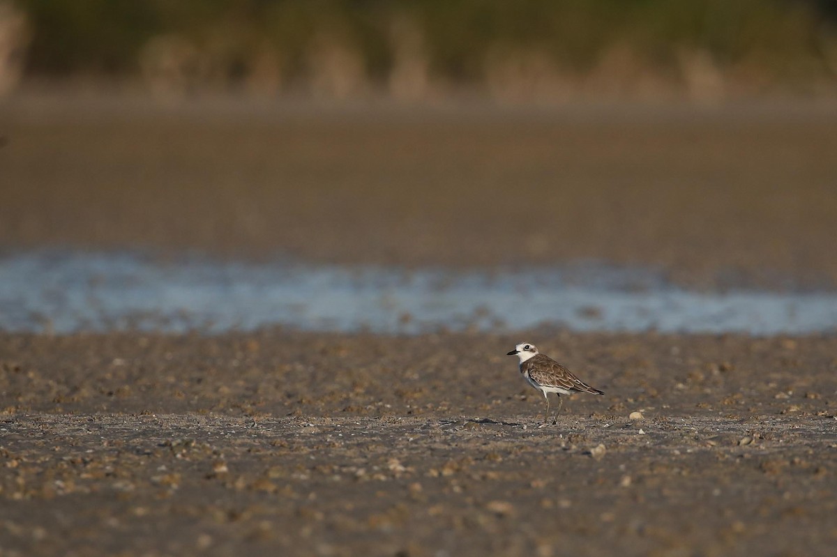 Greater Sand-Plover - ML615249047