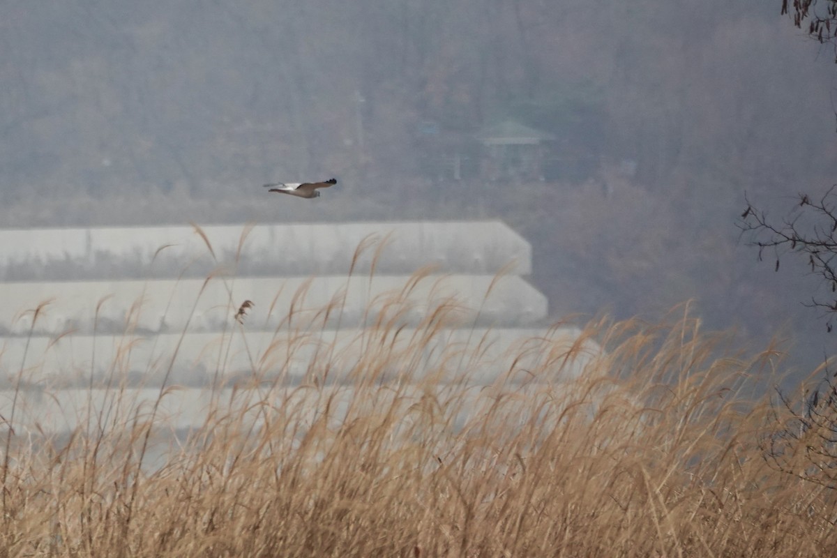 Hen Harrier - ML615249101