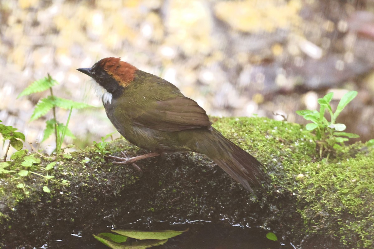 Chestnut-capped Brushfinch - ML615249110