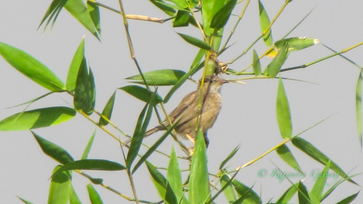 Common Babbler - ML615249161