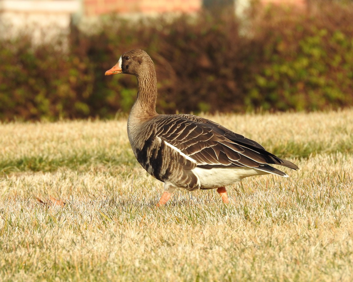 Greater White-fronted Goose - ML615249193