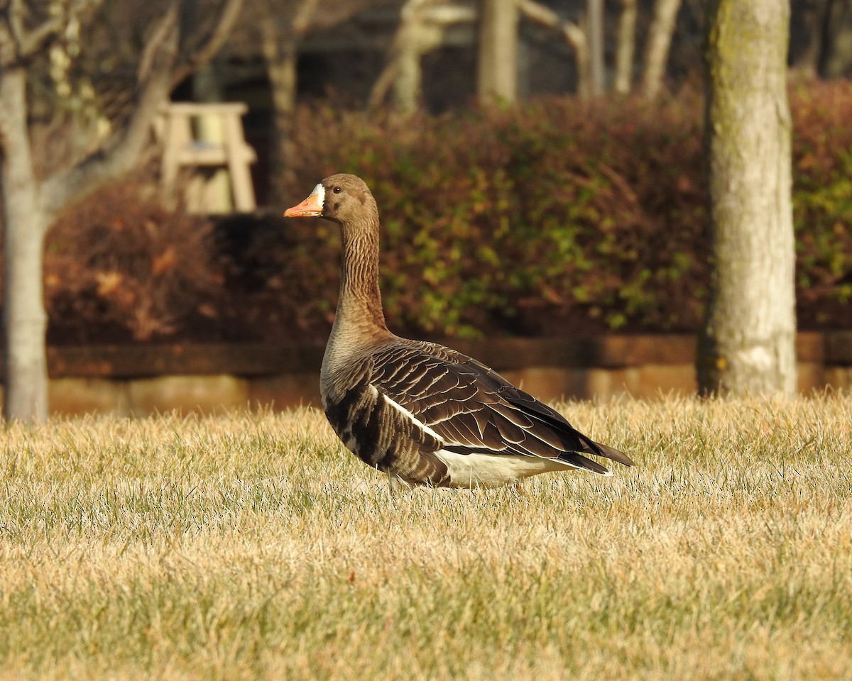 Greater White-fronted Goose - ML615249194