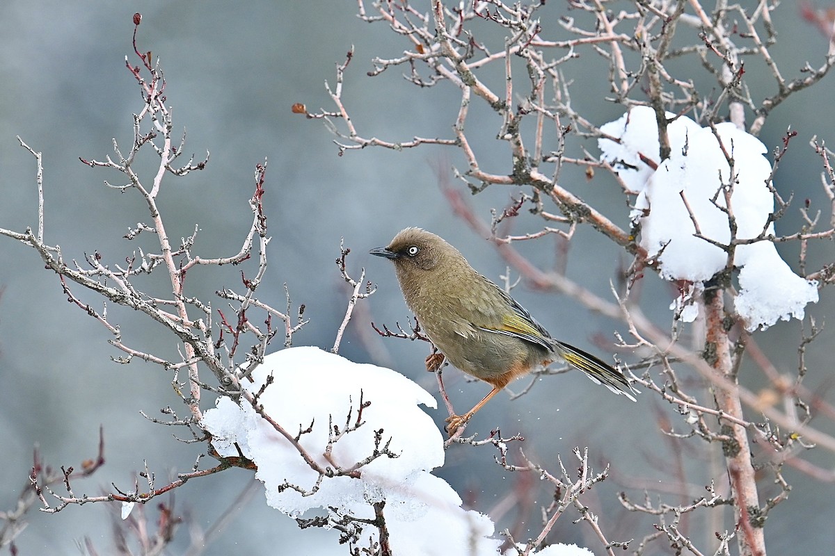 Elliot's Laughingthrush - Dong Qiu