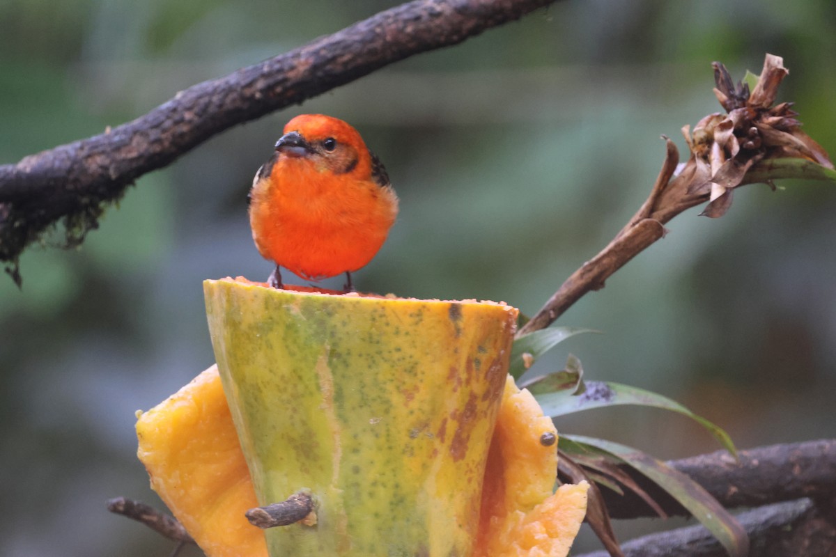 Flame-colored Tanager - Debbie Crowley