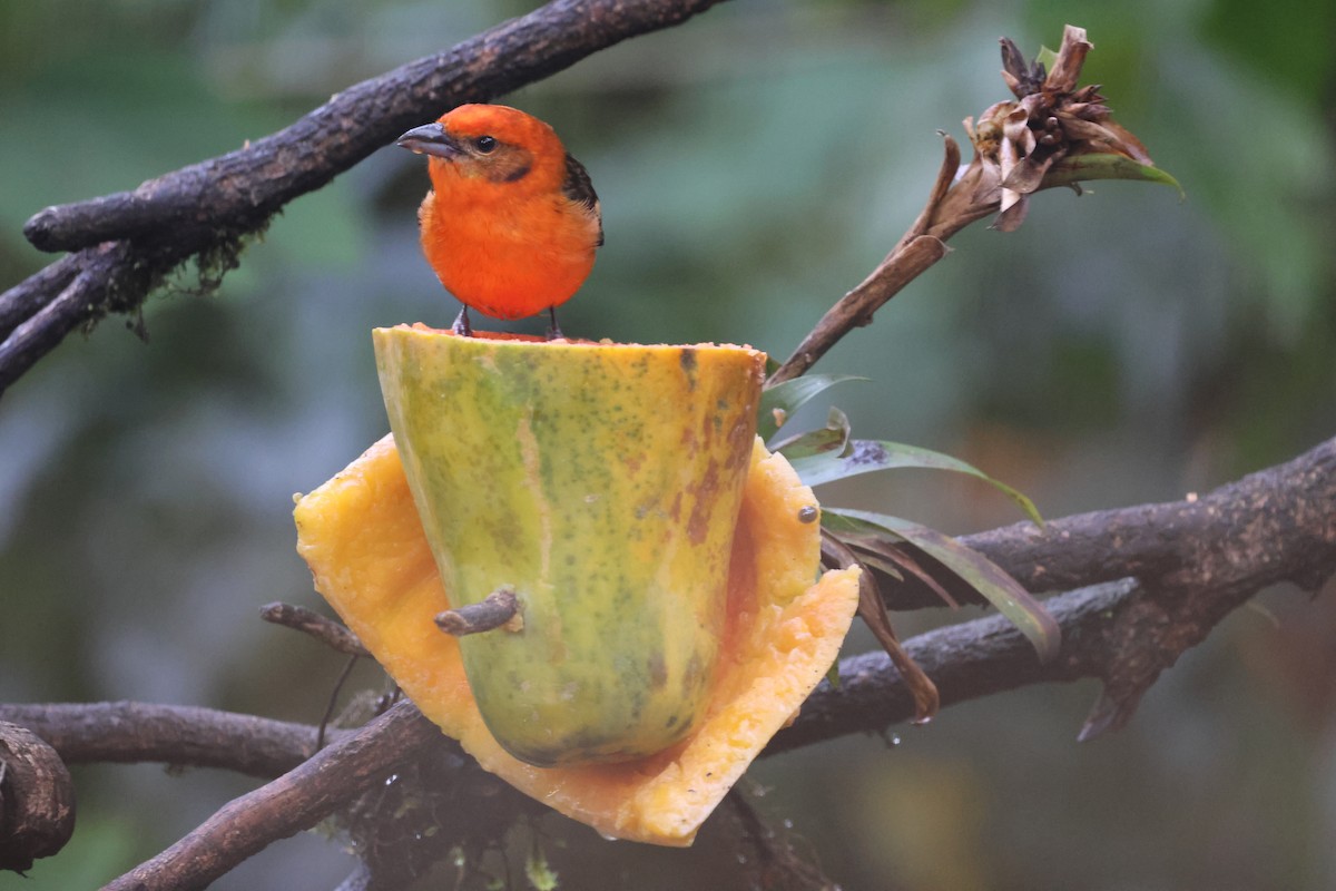 Flame-colored Tanager - Debbie Crowley