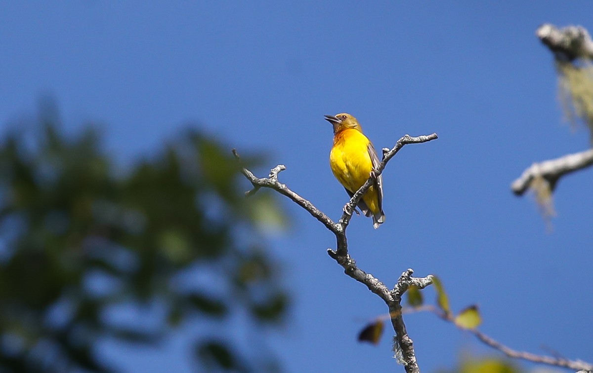 Olive-headed Weaver - ML615249235