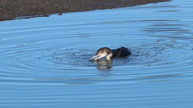 Plongeon huard - ML615249242