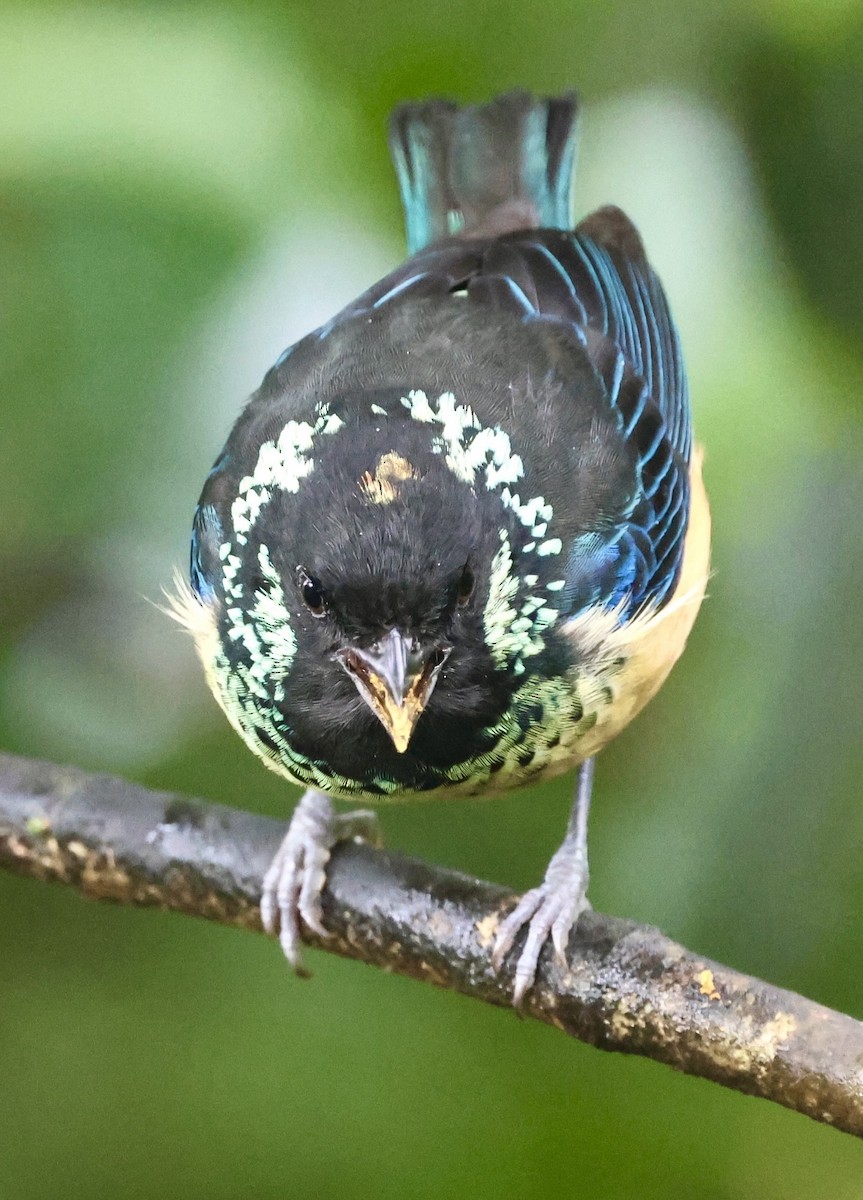 Spangle-cheeked Tanager - ML615249263