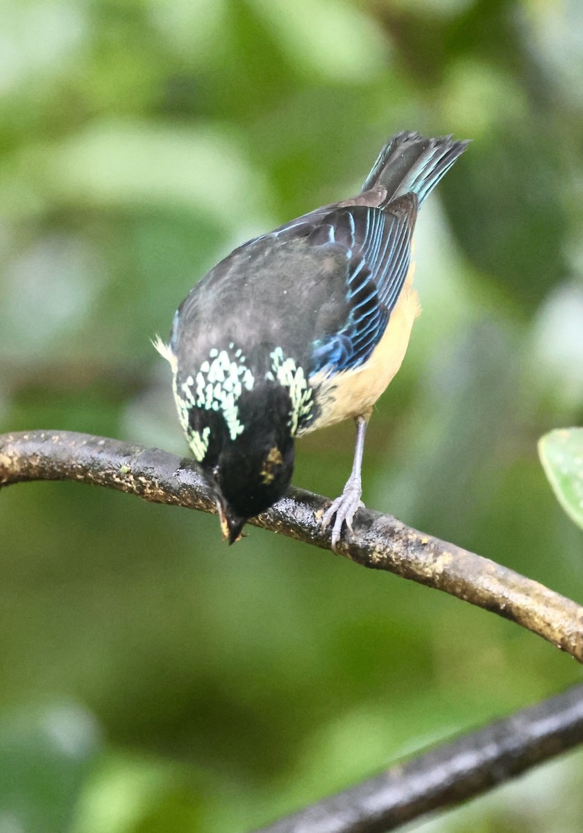 Spangle-cheeked Tanager - ML615249264
