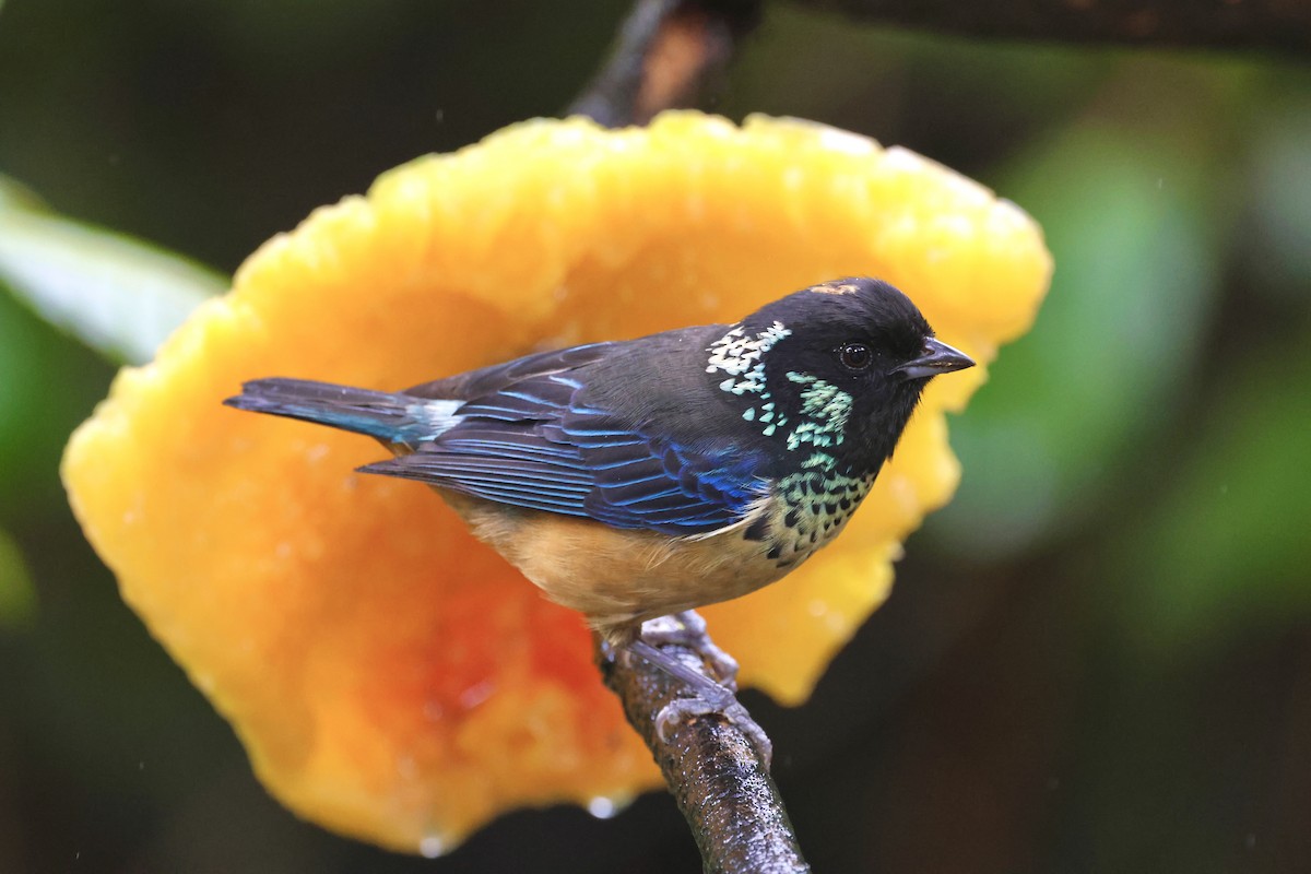 Spangle-cheeked Tanager - ML615249266
