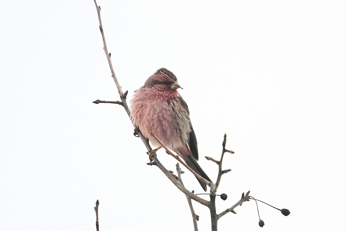 Pink-rumped Rosefinch - ML615249270