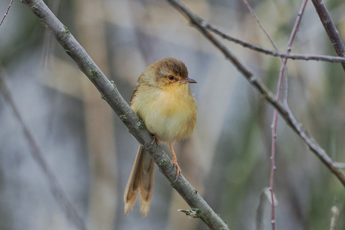 Plain Prinia - ML615249271