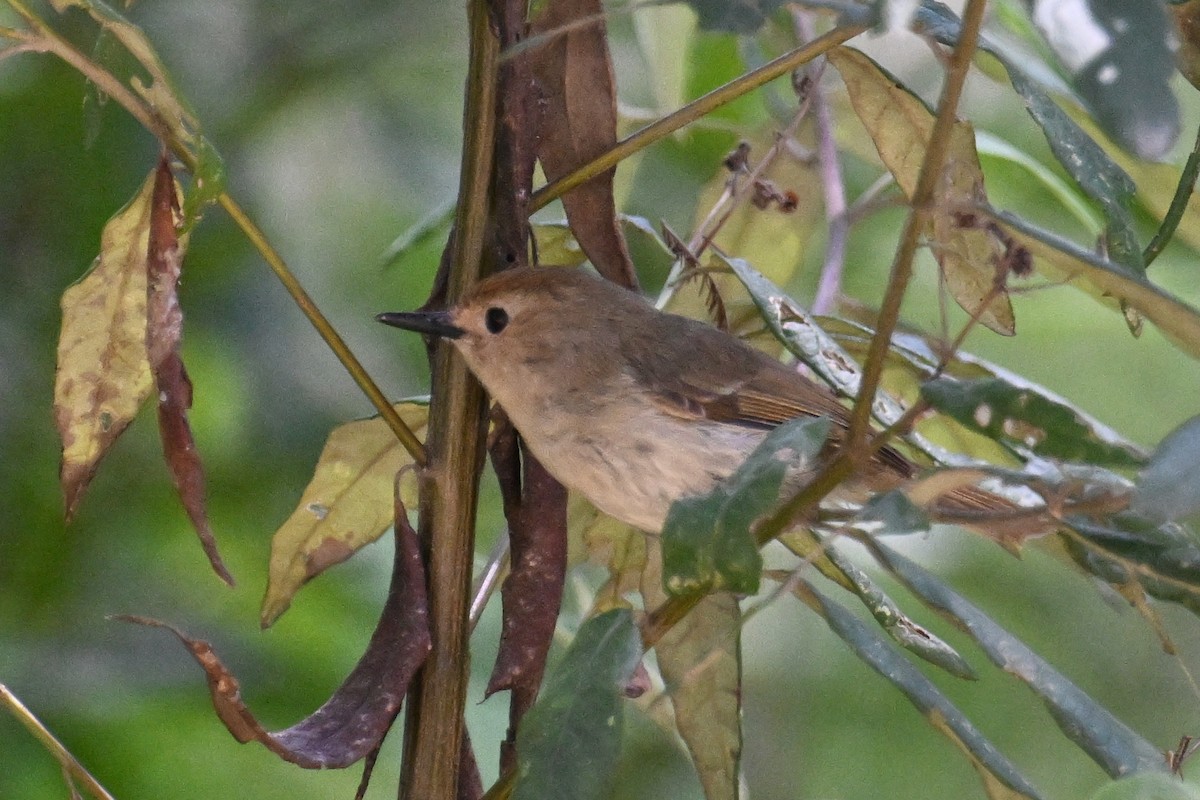 Large-billed Scrubwren - ML615249292