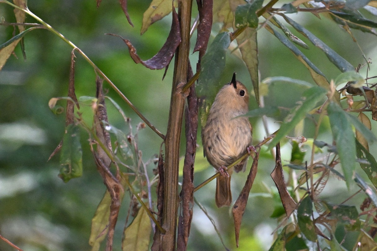 Large-billed Scrubwren - ML615249294